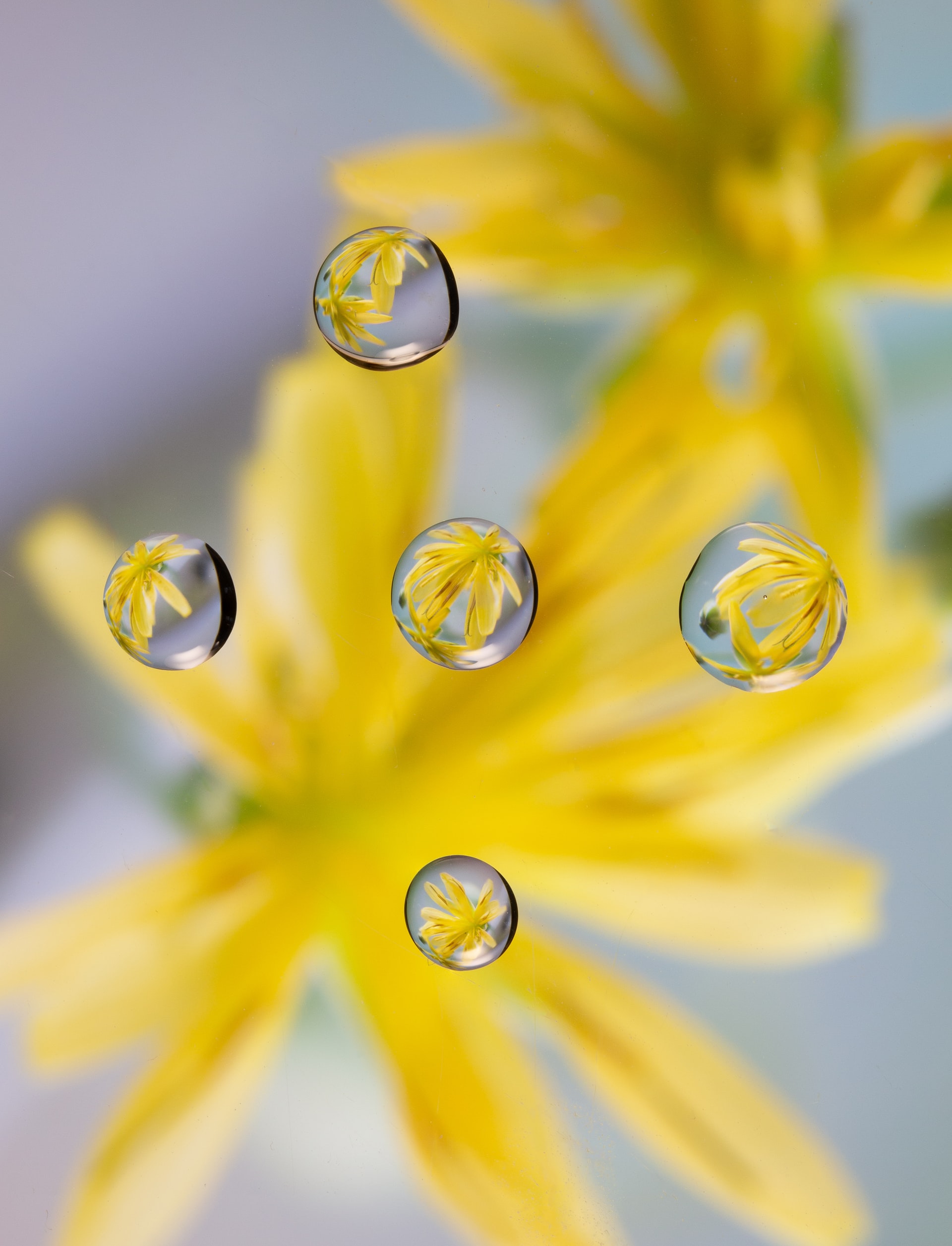 Photo de gouttes d'eau avec une fleur en arrière plan pour illustrer cet article sur la pratique du jin shin jyutsu pour relancer l'énergie du corps après une maladie