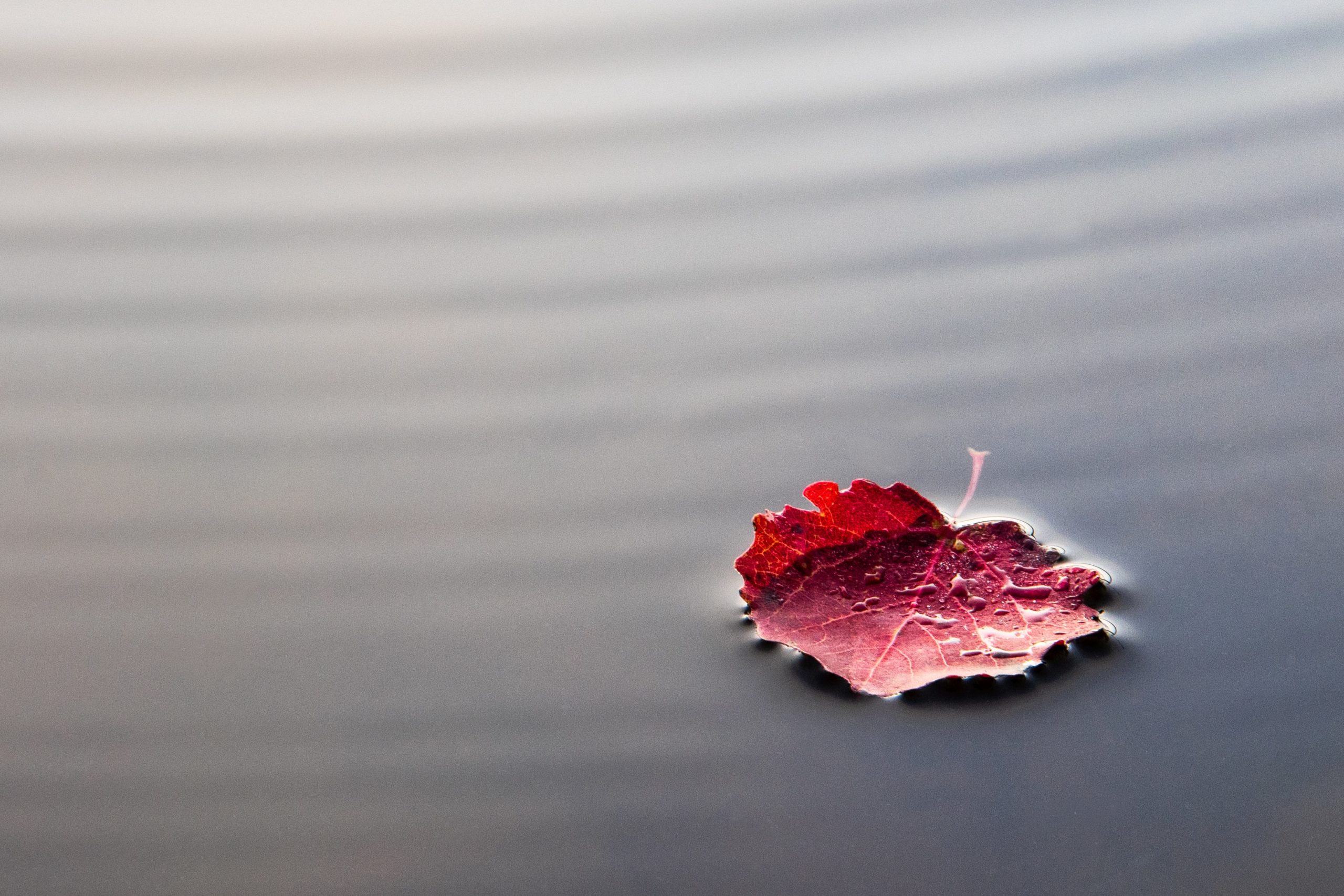 Photo d'une feuille d'arbre tombée sur un plan d'eau pour illustrer cet article sur l'apprentissage de l'imperfection