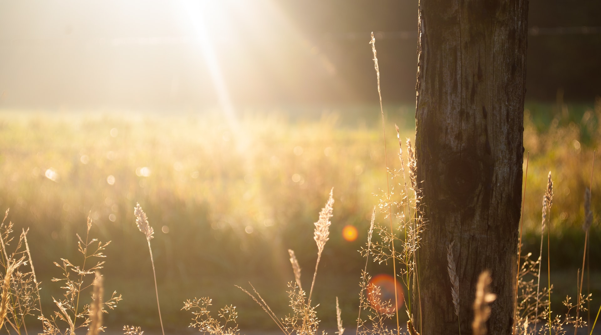 Photo d'une prairie le matin pour illustrer cet article sur le réveil et la régénération énergetique procurée par le jin shin jyutsu